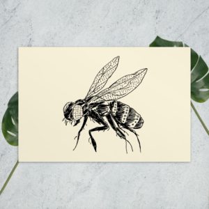 housefly postcard