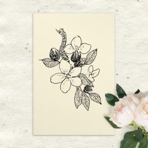 apple blossom postcard